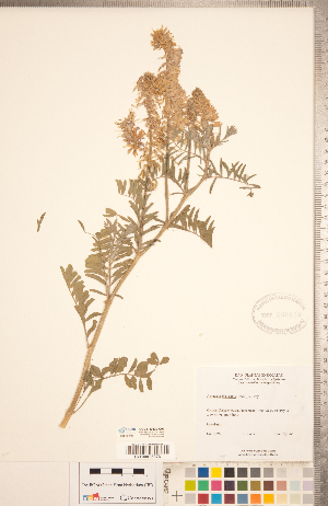  (Astragalus bisulcatus - CCDB-20330-C01)  @11 [ ] Copyright (2015) Deb Metsger Royal Ontario Museum