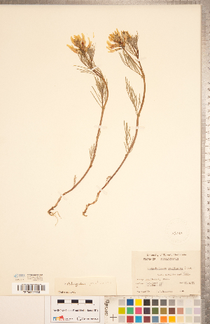  (Astragalus pectinatus - CCDB-20330-B02)  @11 [ ] Copyright (2015) Deb Metsger Royal Ontario Museum