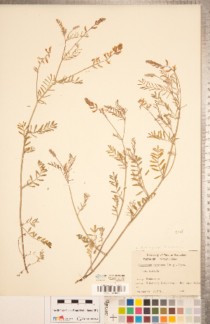  (Astragalus flexuosus - CCDB-20330-A02)  @11 [ ] Copyright (2015) Deb Metsger Royal Ontario Museum
