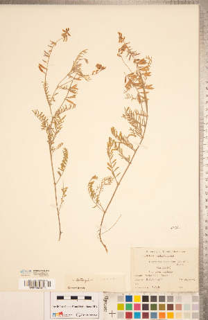  (Astragalus flexuosus - CCDB-20330-G03)  @11 [ ] Copyright (2015) Deb Metsger Royal Ontario Museum