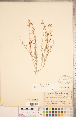  (Astragalus convallarius - CCDB-20330-F03)  @11 [ ] Copyright (2015) Deb Metsger Royal Ontario Museum