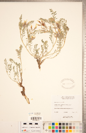  (Astragalus crassicarpus - CCDB-20330-E03)  @11 [ ] Copyright (2015) Deb Metsger Royal Ontario Museum