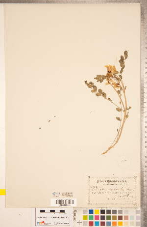  (Astragalus beckwithii - CCDB-20330-C03)  @11 [ ] Copyright (2015) Deb Metsger Royal Ontario Museum