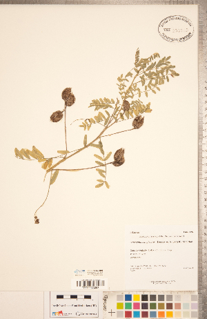  (Astragalus neglectus - CCDB-20330-B03)  @11 [ ] Copyright (2015) Deb Metsger Royal Ontario Museum
