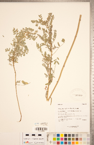  (Astragalus neglectus - CCDB-20330-H04)  @11 [ ] Copyright (2015) Deb Metsger Royal Ontario Museum