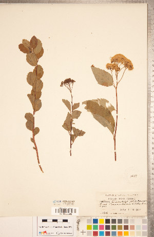  ( - CCDB-20330-A04)  @11 [ ] Copyright (2015) Deb Metsger Royal Ontario Museum