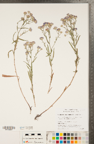  (Symphyotrichum ascendens - CCDB-22989-D05)  @11 [ ] Copyright (2015) Deb Metsger Royal Ontario Museum