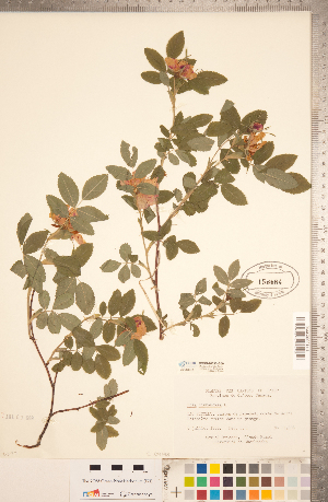  ( - CCDB-20330-G09)  @11 [ ] Copyright (2015) Deb Metsger Royal Ontario Museum