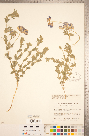  (Lathyrus littoralis - CCDB-20330-E11)  @11 [ ] Copyright (2015) Deb Metsger Royal Ontario Museum