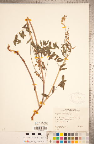  (Hedysarum sulphurescens - CCDB-20330-H12)  @11 [ ] Copyright (2015) Deb Metsger Royal Ontario Museum
