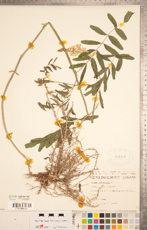  (Galega officinalis - CCDB-20331-G01)  @11 [ ] Copyright (2015) Deb Metsger Royal Ontario Museum