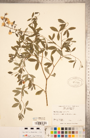  (Baptisia alba - CCDB-20331-A04)  @11 [ ] Copyright (2015) Deb Metsger Royal Ontario Museum