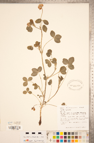  (Trifolium reflexum - CCDB-20331-B05)  @11 [ ] Copyright (2015) Deb Metsger Royal Ontario Museum