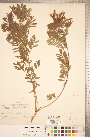  (Tephrosia virginiana - CCDB-20331-A06)  @11 [ ] Copyright (2015) Deb Metsger Royal Ontario Museum