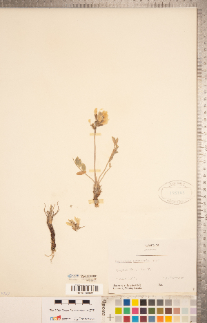  (Oxytropis monticola - CCDB-20331-D08)  @11 [ ] Copyright (2015) Deb Metsger Royal Ontario Museum