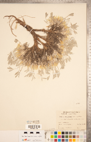  (Astragalus gilviflorus var. gilviflorus - CCDB-20331-D09)  @11 [ ] Copyright (2015) Deb Metsger Royal Ontario Museum