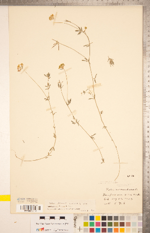  (Lotus tenuis - CCDB-20331-C11)  @11 [ ] Copyright (2015) Deb Metsger Royal Ontario Museum