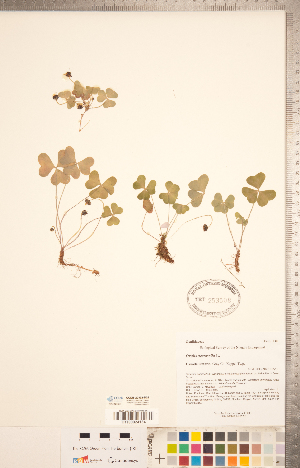 (Oxalis montana - CCDB-20332-D02)  @11 [ ] Copyright (2015) Deb Metsger Royal Ontario Museum
