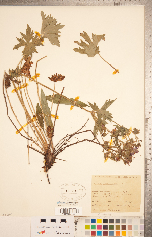  (Geranium viscosissimum - CCDB-20332-F03)  @11 [ ] Copyright (2015) Deb Metsger Royal Ontario Museum