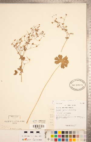  (Geranium pyrenaicum - CCDB-20332-B03)  @11 [ ] Copyright (2015) Deb Metsger Royal Ontario Museum