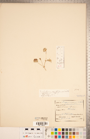  (Trifolium cyathiferum - CCDB-20332-G08)  @11 [ ] Copyright (2015) Deb Metsger Royal Ontario Museum