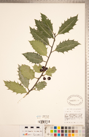  ( - CCDB-20332-E08)  @11 [ ] Copyright (2015) Deb Metsger Royal Ontario Museum