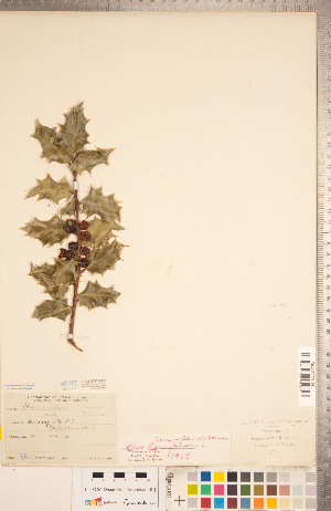  ( - CCDB-20332-D08)  @11 [ ] Copyright (2015) Deb Metsger Royal Ontario Museum