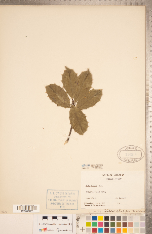  ( - CCDB-20332-C08)  @11 [ ] Copyright (2015) Deb Metsger Royal Ontario Museum