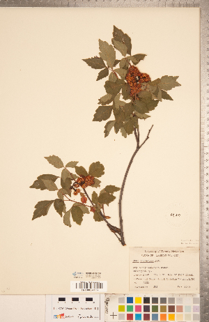  (Rhus aromatica - CCDB-20332-A09)  @11 [ ] Copyright (2015) Deb Metsger Royal Ontario Museum