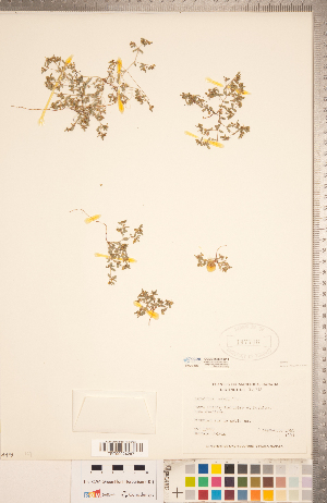  (Euphorbia geyeri - CCDB-20332-C11)  @11 [ ] Copyright (2015) Deb Metsger Royal Ontario Museum