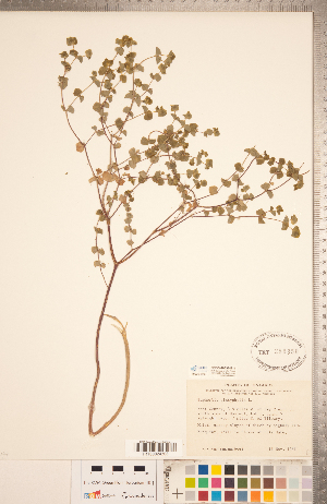  ( - CCDB-20332-B11)  @11 [ ] Copyright (2015) Deb Metsger Royal Ontario Museum