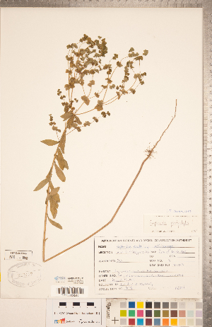  ( - CCDB-20332-H12)  @11 [ ] Copyright (2015) Deb Metsger Royal Ontario Museum