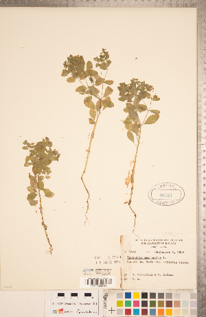  ( - CCDB-20332-G12)  @11 [ ] Copyright (2015) Deb Metsger Royal Ontario Museum