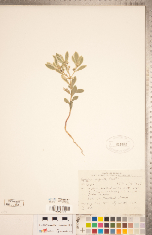  (Euphorbia marginata - CCDB-20332-D12)  @11 [ ] Copyright (2015) Deb Metsger Royal Ontario Museum