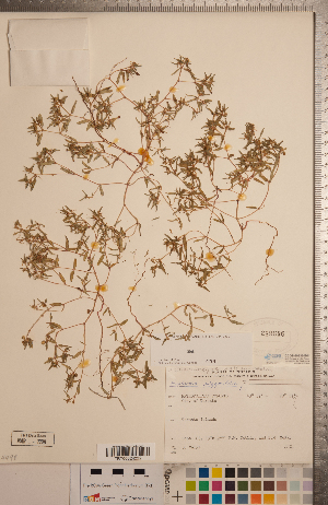  (Euphorbia polygonifolia - CCDB-20333-B01)  @11 [ ] Copyright (2015) Deb Metsger Royal Ontario Museum