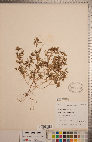  (Euphorbia polygonifolia - CCDB-20333-A01)  @11 [ ] Copyright (2015) Deb Metsger Royal Ontario Museum