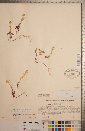  (Euphorbia commutata - CCDB-20333-B02)  @11 [ ] Copyright (2015) Deb Metsger Royal Ontario Museum