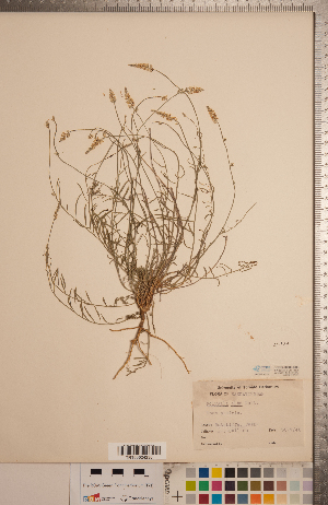  ( - CCDB-20333-D03)  @11 [ ] Copyright (2015) Deb Metsger Royal Ontario Museum