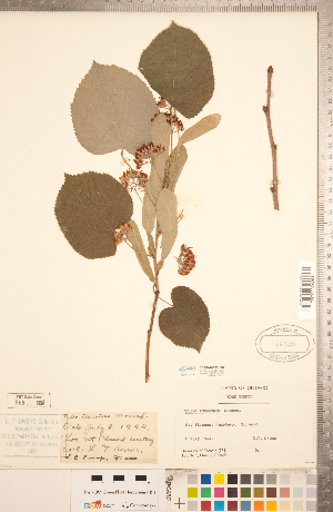  (Tilia tomentosa - CCDB-20333-E07)  @11 [ ] Copyright (2015) Deb Metsger Royal Ontario Museum