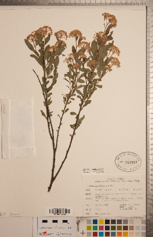  (Ceanothus herbaceus - CCDB-20333-A07)  @11 [ ] Copyright (2015) Deb Metsger Royal Ontario Museum