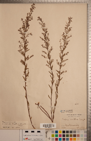  (Lechea intermedia var. laurentiana - CCDB-20333-F08)  @11 [ ] Copyright (2015) Deb Metsger Royal Ontario Museum