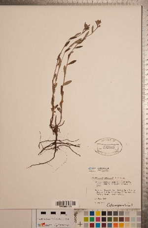  ( - CCDB-20333-D08)  @11 [ ] Copyright (2015) Deb Metsger Royal Ontario Museum