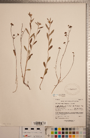  ( - CCDB-20333-C08)  @11 [ ] Copyright (2015) Deb Metsger Royal Ontario Museum