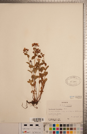  (Hypericum scouleri - CCDB-20333-A09)  @11 [ ] Copyright (2015) Deb Metsger Royal Ontario Museum