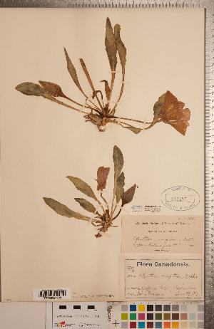  (Oenothera cespitosa - CCDB-20333-C10)  @11 [ ] Copyright (2015) Deb Metsger Royal Ontario Museum