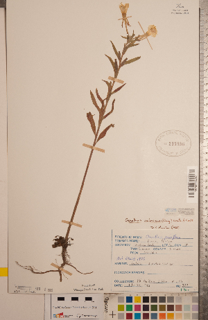  (Oenothera oakesiana - CCDB-20333-A10)  @11 [ ] Copyright (2015) Deb Metsger Royal Ontario Museum
