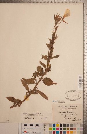  ( - CCDB-20333-G11)  @11 [ ] Copyright (2015) Deb Metsger Royal Ontario Museum