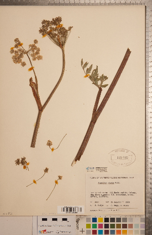  ( - CCDB-20333-D12)  @11 [ ] Copyright (2015) Deb Metsger Royal Ontario Museum