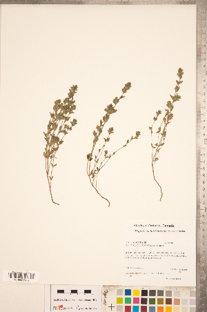  ( - CCDB-20338-G08)  @11 [ ] Copyright (2015) Deb Metsger Royal Ontario Museum