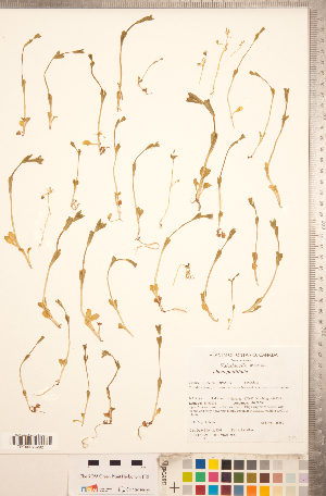  (Valerianella chenopodiifolia - CCDB-22993-A01)  @11 [ ] Copyright (2015) Deb Metsger Royal Ontario Museum